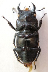 Dorcus yaksha yaksha