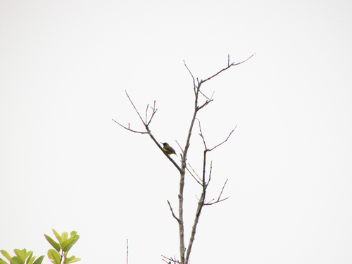 Garden Sunbird (Cinnyris jugularis), photo 10