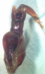 Dorcus yaksha yaksha