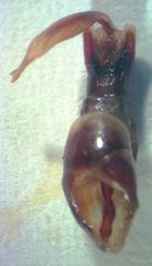 Dorcus yaksha yaksha