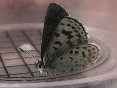 Euphilotes battoides