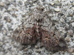 Paragona multisignata