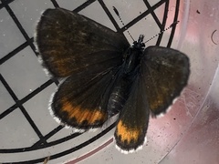 Euphilotes battoides