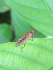 Elgiva solicita