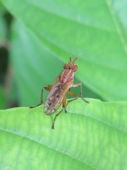 Elgiva solicita