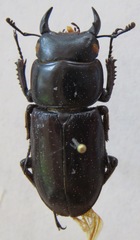 Dorcus yaksha yaksha