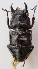Dorcus yaksha yaksha