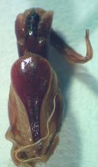 Dorcus yaksha yaksha