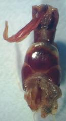 Dorcus yaksha yaksha