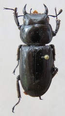Dorcus yaksha yaksha