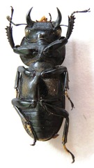 Dorcus yaksha yaksha