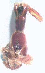 Dorcus yaksha yaksha