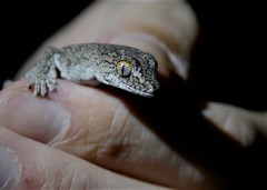 Strophurus williamsi