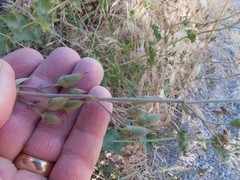 Penstemon pseudospectabilis