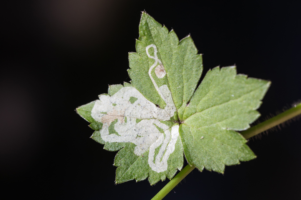 Phytomyza loewii