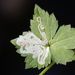 Phytomyza loewii - Photo (c) Bill Keim，保留部份權利CC BY