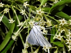 Palpita flegia