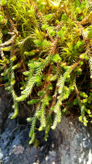 Selaginella wallacei