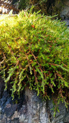 Selaginella wallacei