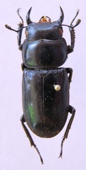 Dorcus yaksha yaksha