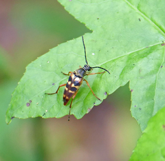 Typocerus velutinus