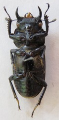 Dorcus yaksha yaksha