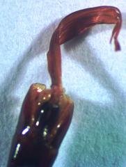 Dorcus yaksha yaksha