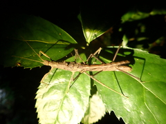 Neohirasea hongkongensis