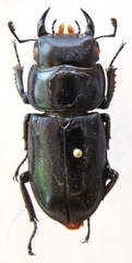 Dorcus yaksha yaksha