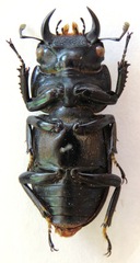 Dorcus yaksha yaksha