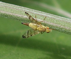 Chaetorellia jaceae