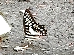 Graphium doson postianus