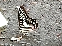 Graphium doson postianus