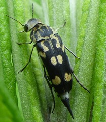 Hoshihananomia octopunctata