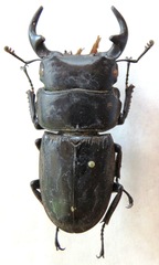 Dorcus curvidens curvidens