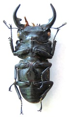 Dorcus curvidens curvidens