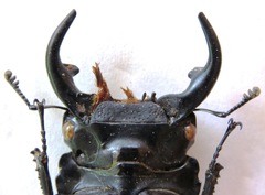 Dorcus curvidens curvidens