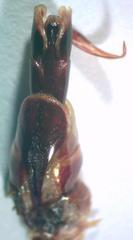 Dorcus curvidens curvidens