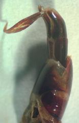 Dorcus curvidens curvidens