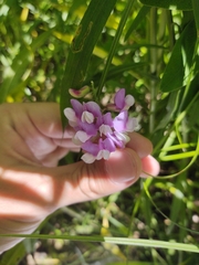Lathyrus venosus