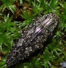 Chrysochroinae