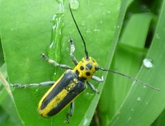 Saperda puncticollis