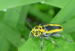 Saperda puncticollis