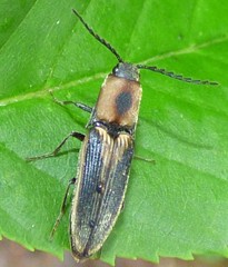 Megapenthes limbalis