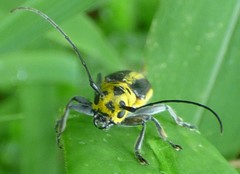 Saperda puncticollis