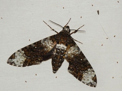 Manduca albiplaga