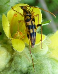 Strangalia luteicornis