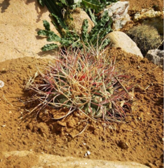Thelocactus