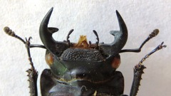 Dorcus curvidens curvidens