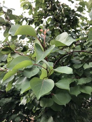 Prunus armeniaca